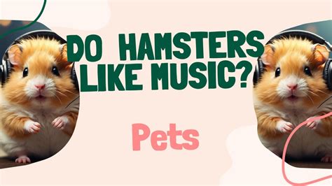 Do Hamsters Like Music? A Close Examination of the Subject